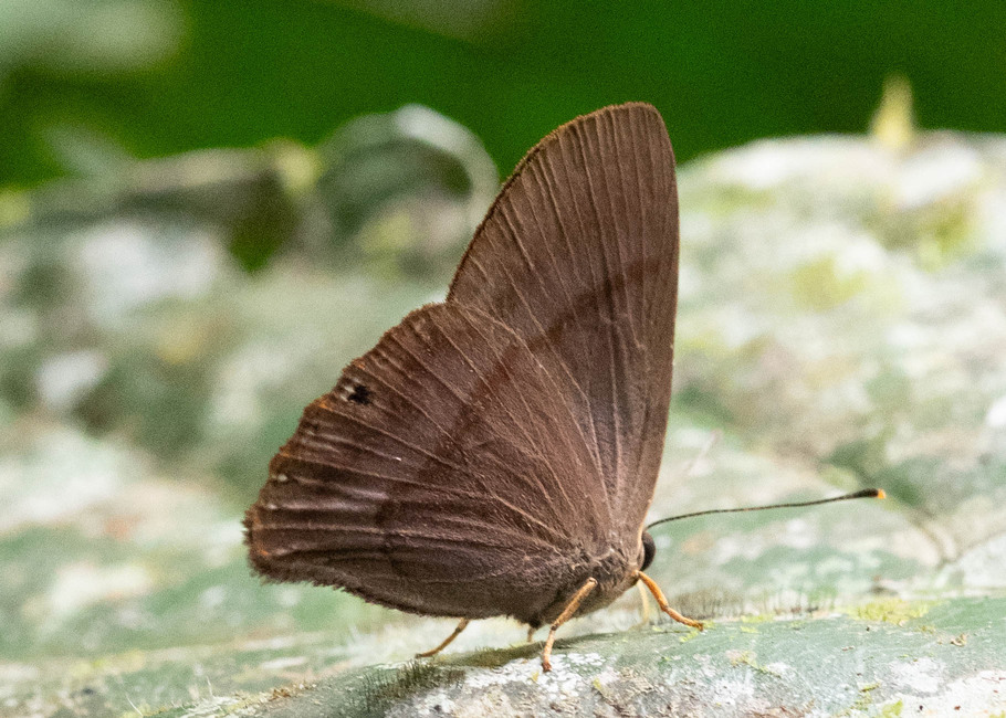 The butterfly Marmessus extensa photographed in Comunidad Apuya,Ecuador