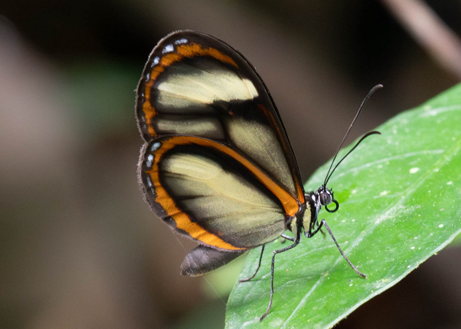 The butterfly Pteronymia vestilla sparsa photographed in Comunidad Apuya,Ecuador