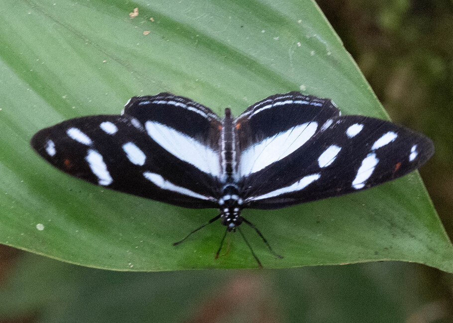 The butterfly Vila azeca photographed in Comunidad Apuya,Ecuador