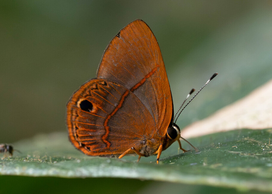 The butterfly Euselasia violetta photographed in Comunidad Apuya,Ecuador