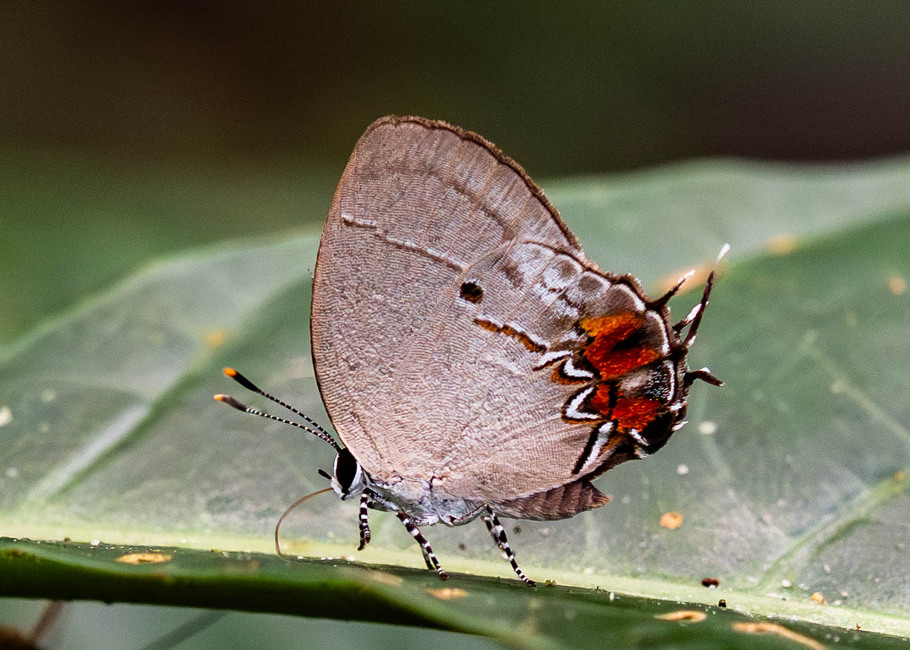 The butterfly Iaspis castitas photographed in Comunidad Apuya,Ecuador