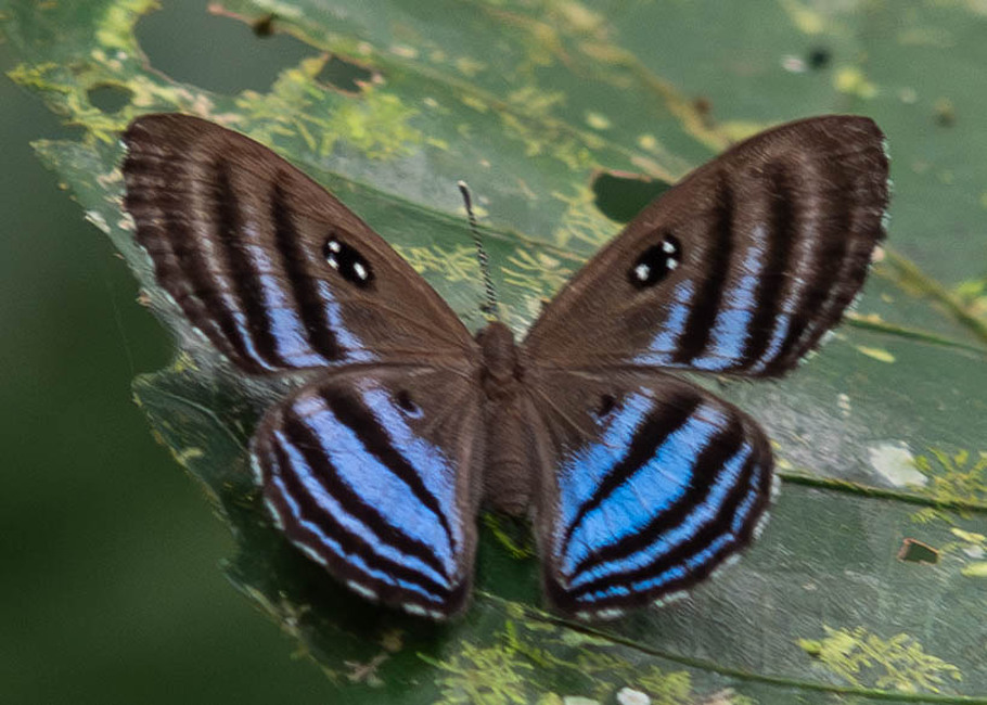 The butterfly Ectosemia eumene furia photographed in Comunidad Apuya,Ecuador
