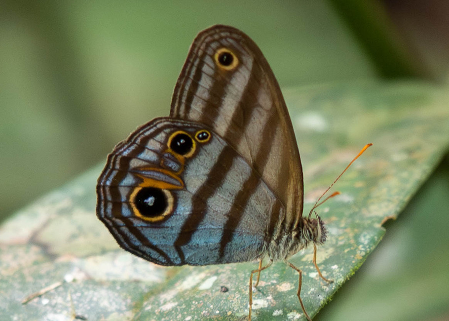 The butterfly Chloreuptychia chlorimene agathina photographed in Comunidad Apuya,Ecuador