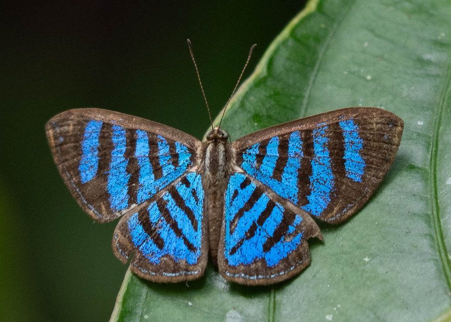 The butterfly Argyrogrammana trochilia photographed in Comunidad Apuya,Ecuador