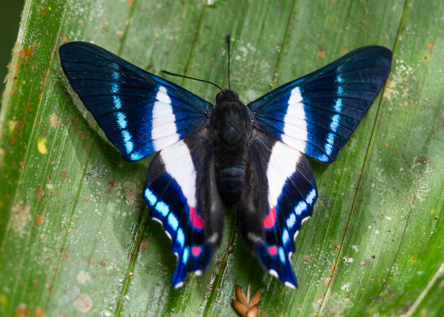The butterfly Ancyluris aristodorus photographed in Comunidad Apuya,Ecuador