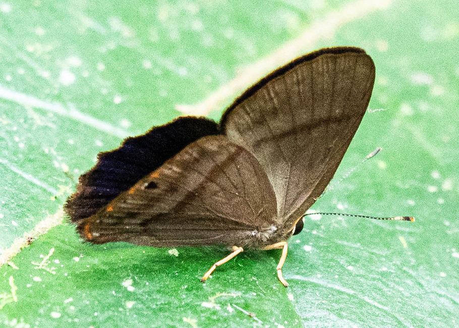The butterfly Marmessus uria photographed in Comunidad Apuya,Ecuador