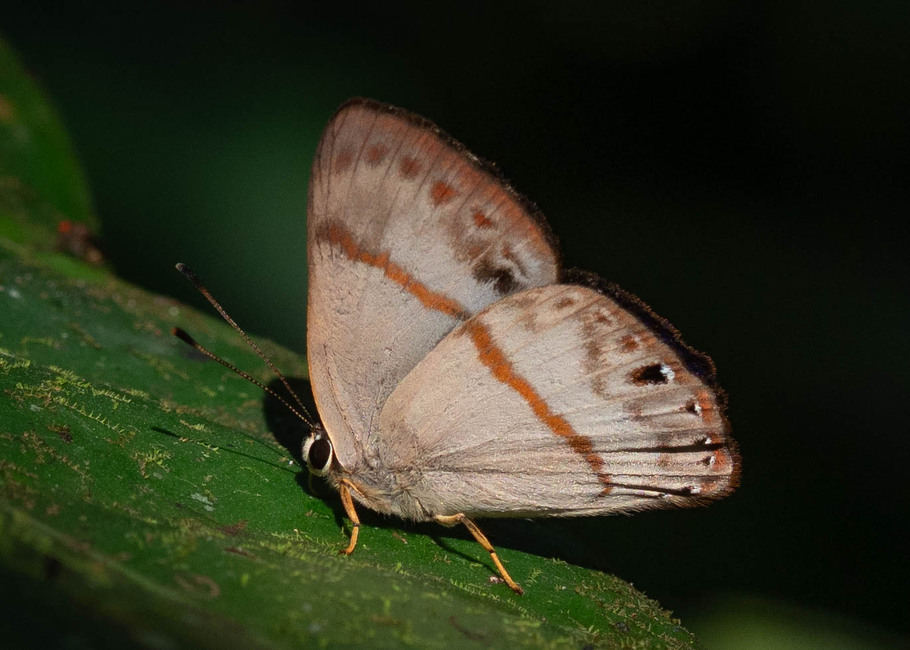 The butterfly Erythia kartopus photographed in Comunidad Apuya,Ecuador