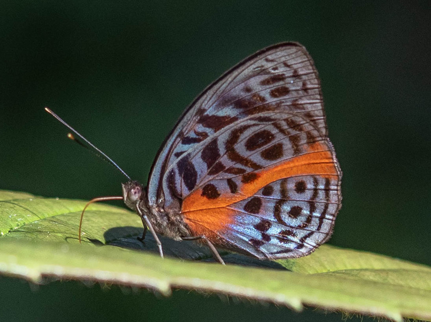 The butterfly Eunica sophonisba agele photographed in Comunidad Apuya,Ecuador