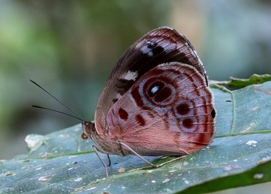 The butterfly Eunica amelia erroneata photographed in Comunidad Apuya,Ecuador