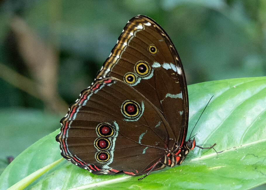 The butterfly Morpho helenor theodorus photographed in Comunidad Apuya,Ecuador