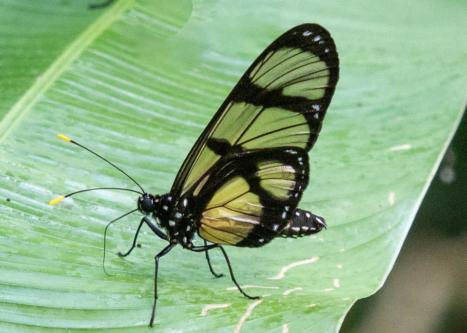 The butterfly Methona curvifascia photographed in Comunidad Apuya,Ecuador
