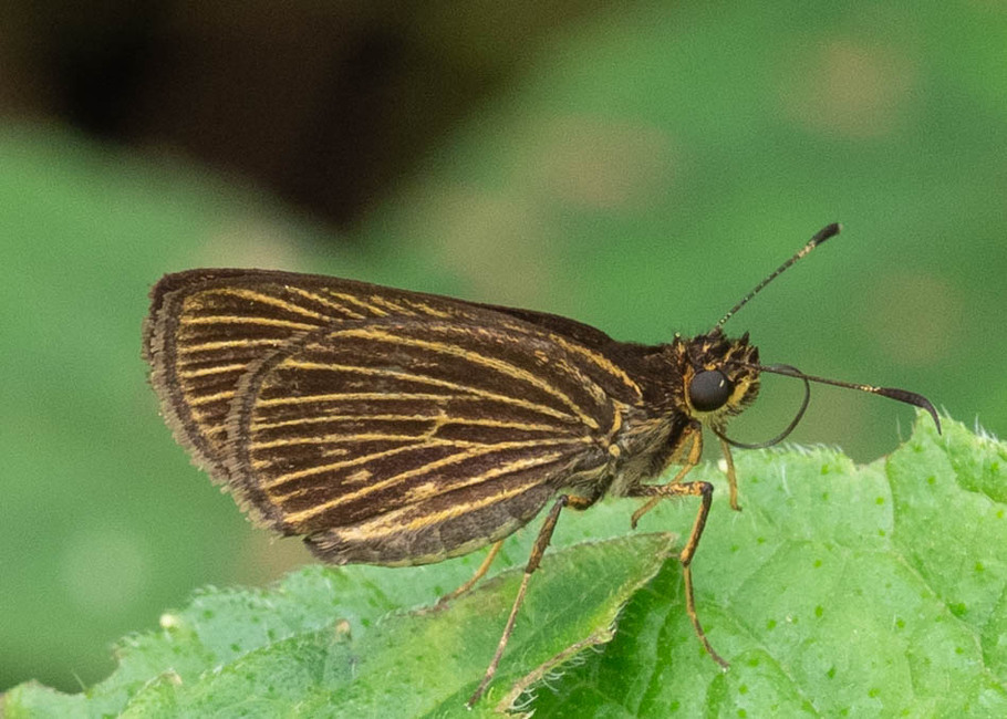 The butterfly Vehilius stictomenes stictomenes photographed in Talag,Ecuador
