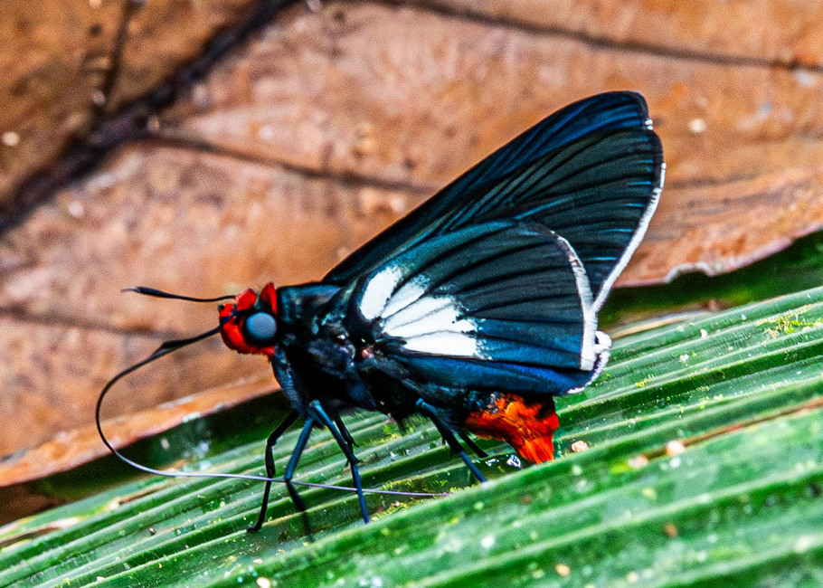 The butterfly Pyrrhopygopsis socrates crates photographed in Talag,Ecuador