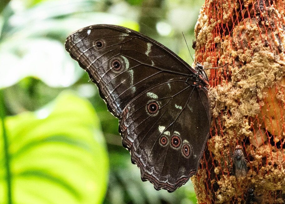 The butterfly Morpho menelaus amathonte photographed in Talag,Ecuador