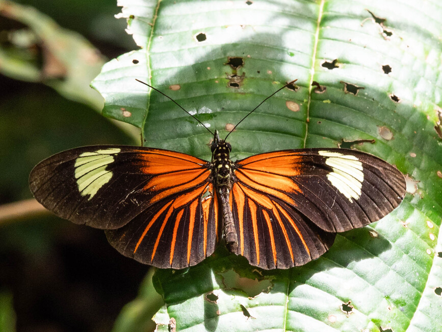 The butterfly Heliconius xanthocles napoensis photographed in Talag,Ecuador