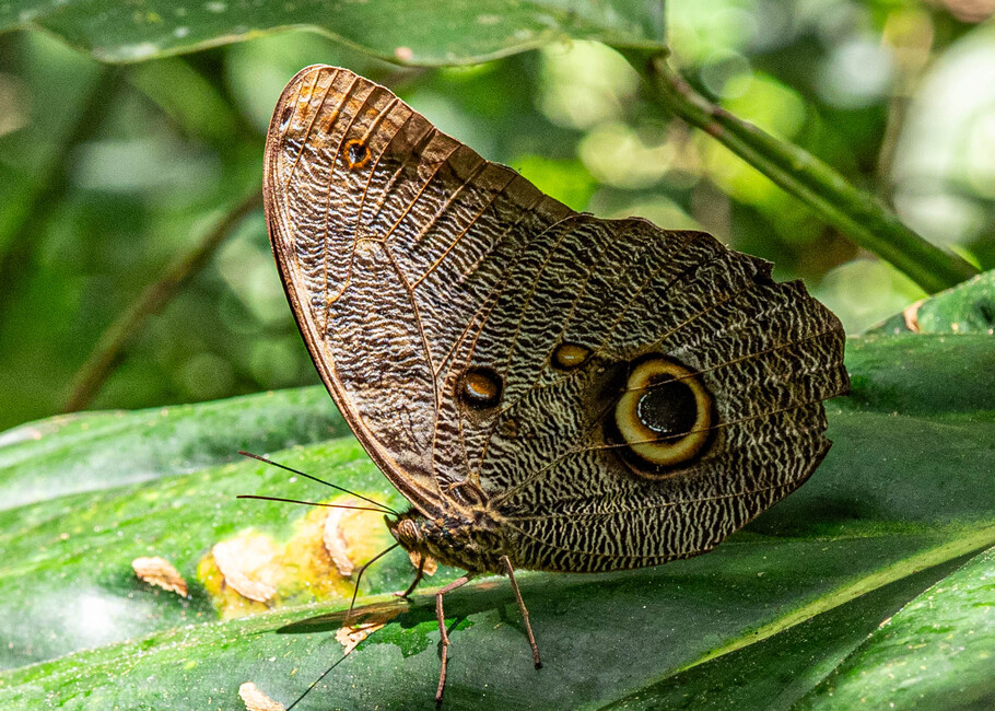 The butterfly Caligo eurilochus photographed in Talag,Ecuador