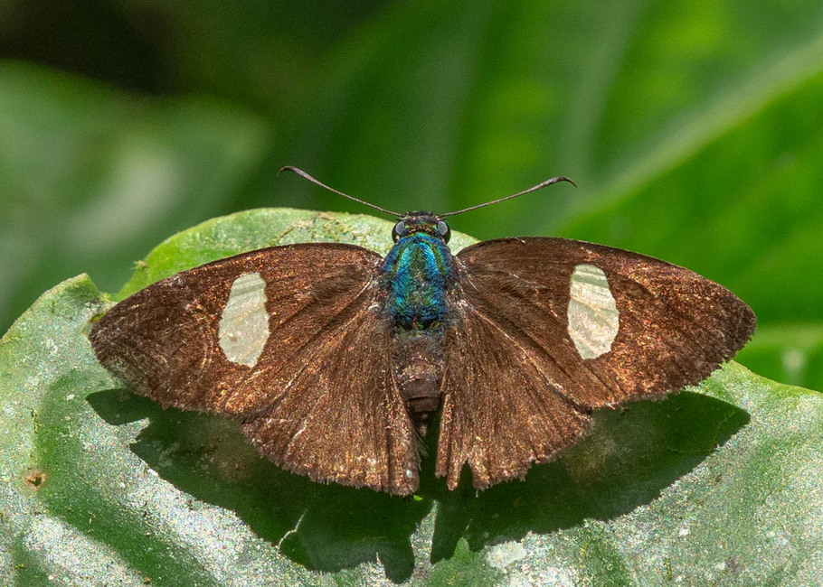 The butterfly Ectomis cythna photographed in Talag,Ecuador