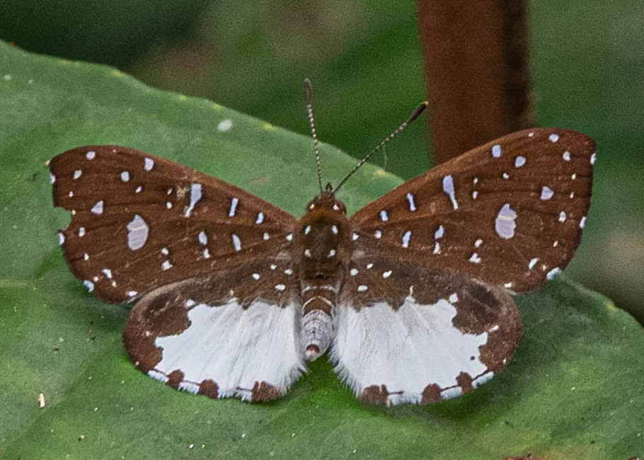 The butterfly Ithomiola cf. orpheus photographed in Talag,Ecuador