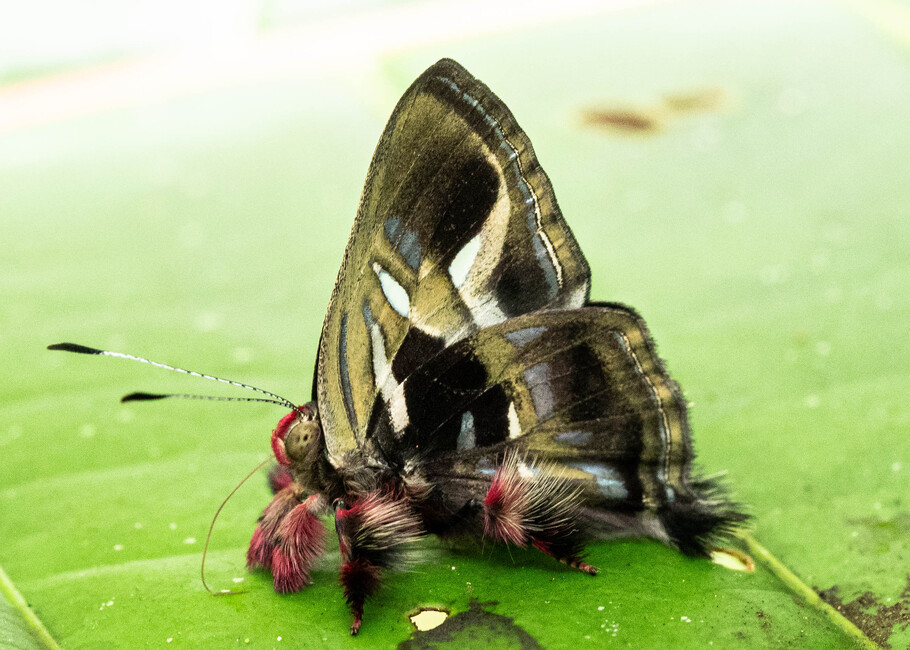 The butterfly Anteros renaldus photographed in Talag,Ecuador