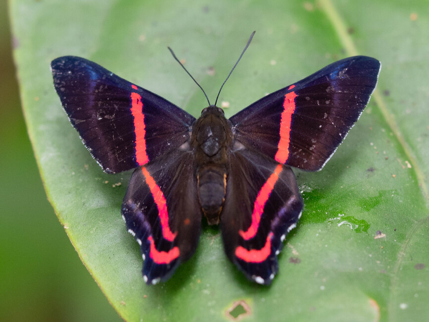 The butterfly Ancyluris meliboeus photographed in Talag,Ecuador