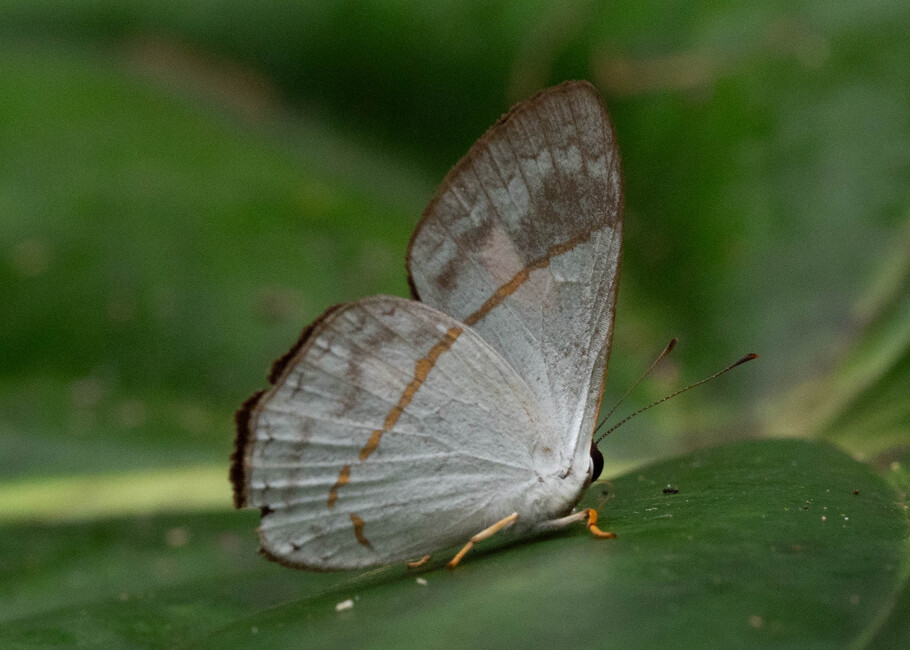 The butterfly Erythia teleclus photographed in Talag,Ecuador
