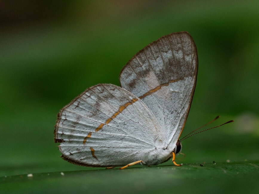 The butterfly Erythia teleclus photographed in Talag,Ecuador