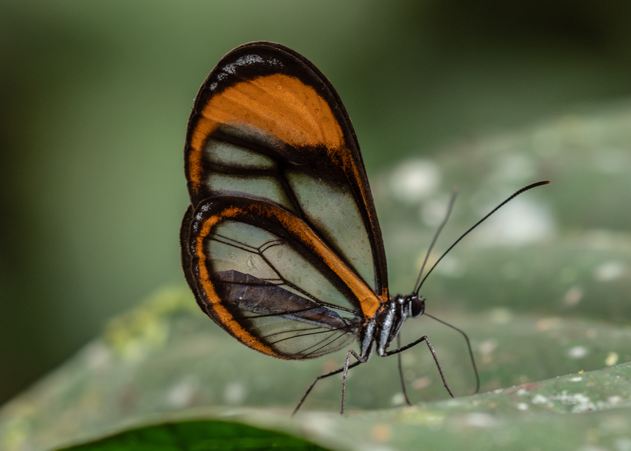 The butterfly Pseudoscada florula oncidia photographed in Talag,Ecuador