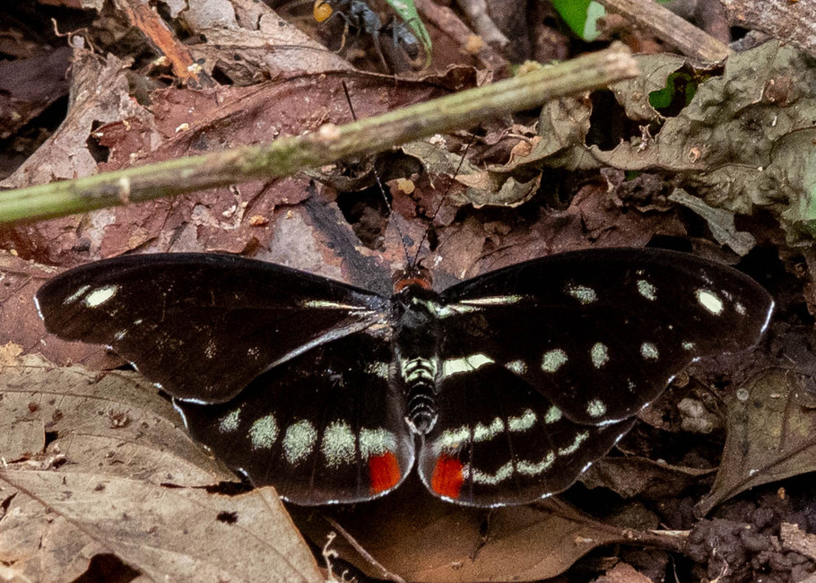 The butterfly Catonephele acontius (aberrant) photographed in Talag,Ecuador