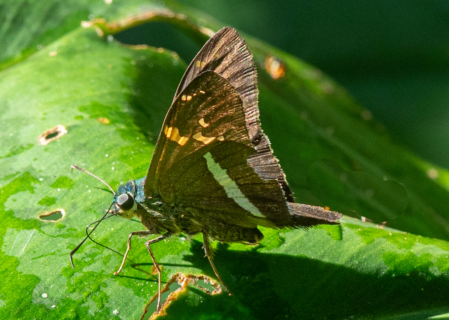 The butterfly Drephalys cf. phoenicoides photographed in El Capricho,Ecuador