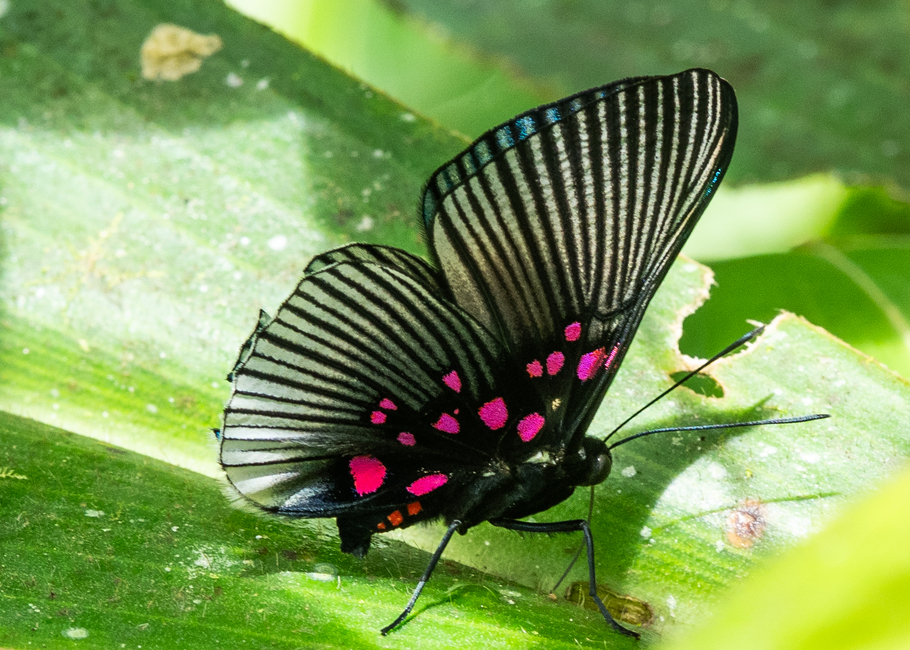 The butterfly Lyropteryx apollonia diana photographed in El Capricho,Ecuador