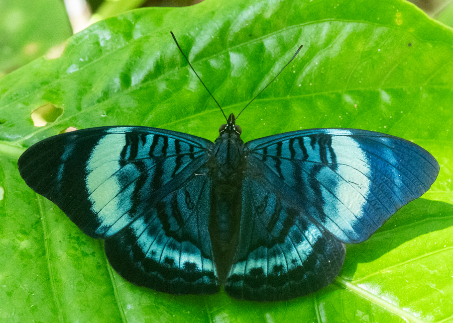 The butterfly Panacea regina photographed in El Capricho,Ecuador