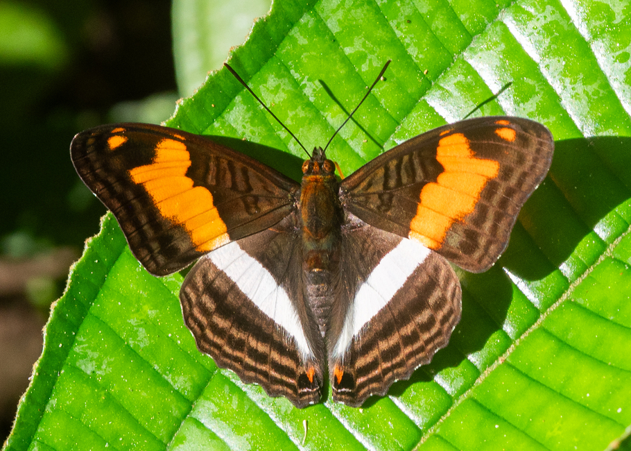 The butterfly Adelpha malea aethalia photographed in El Capricho,Ecuador