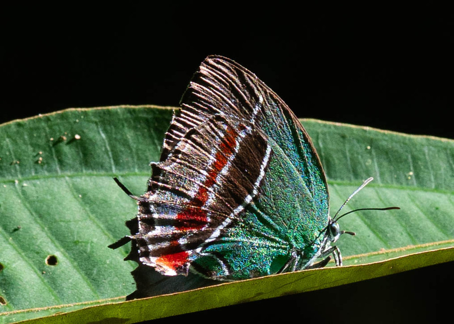 The butterfly Evenus batesii photographed in El Capricho,Ecuador