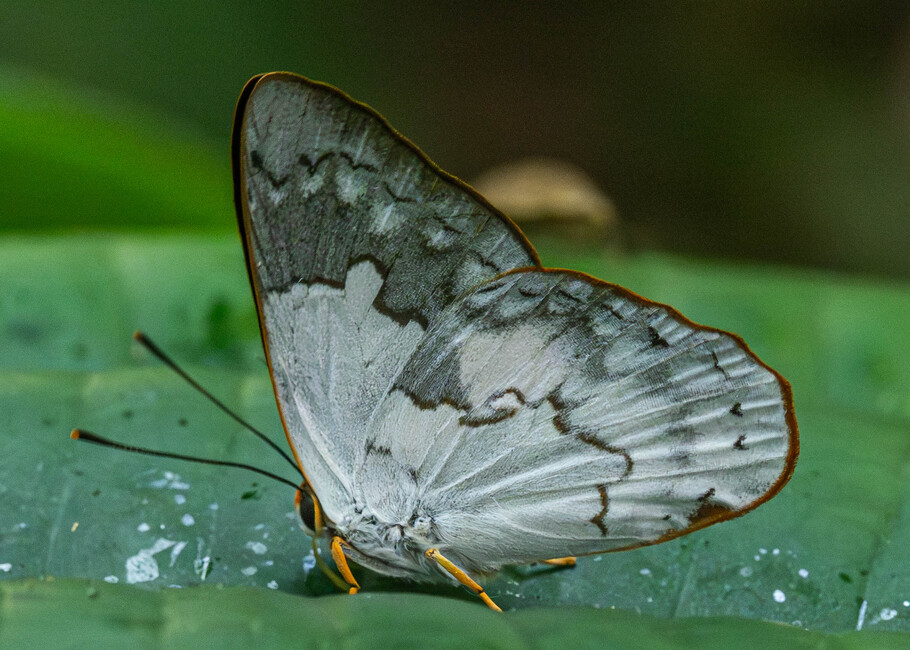 The butterfly Marmessus euphaes photographed in El Capricho,Ecuador
