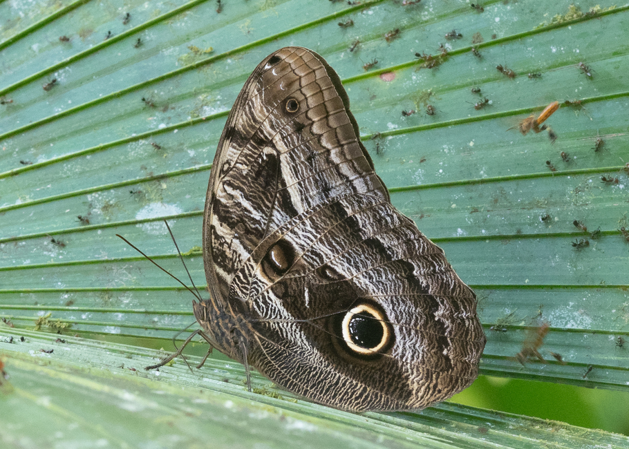 The butterfly Caligo illioneus photographed in El Capricho,Ecuador