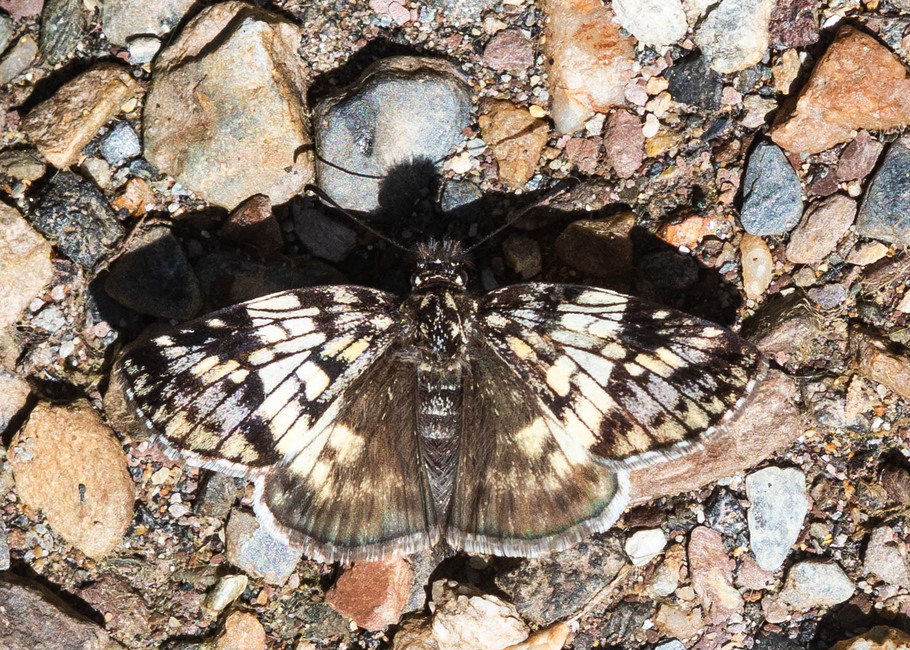 The butterfly Potamanaxas bana photographed in Topo,,Ecuador