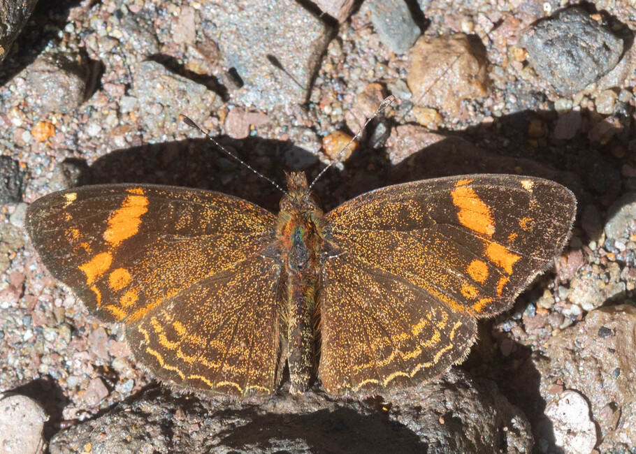 The butterfly Telenassa delphia trimaculata photographed in Topo,,Ecuador