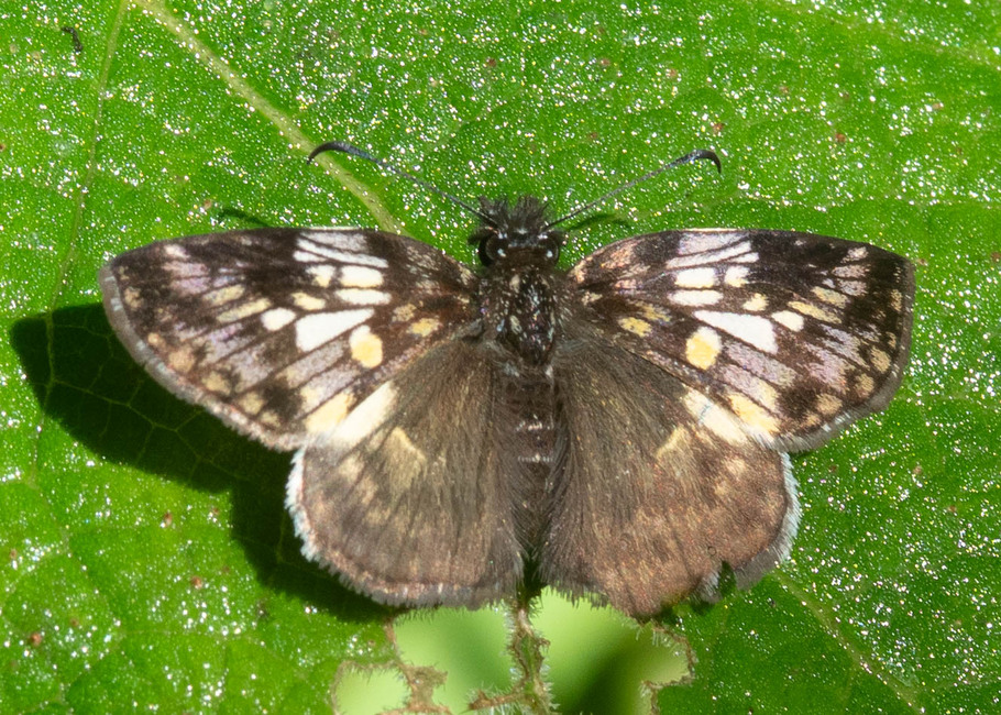 The butterfly Potamanaxas trigga photographed in Topo,Ecuador
