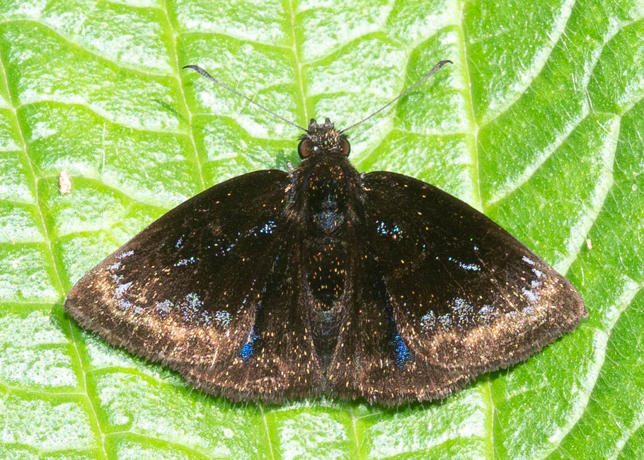 The butterfly Ouleus narycus photographed in Topo,Ecuador