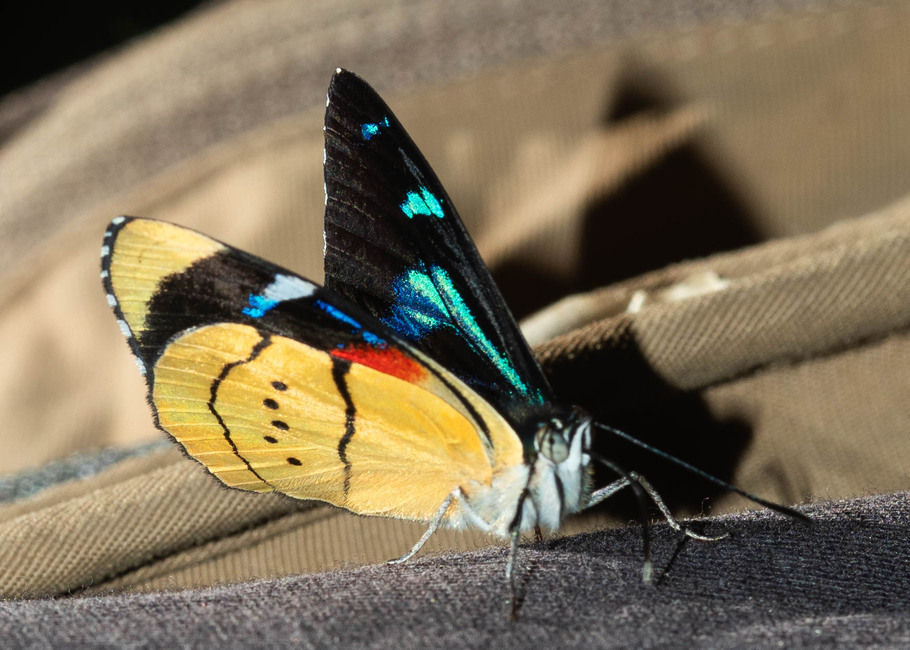 The butterfly Perisama tringa photographed in Topo,,Ecuador