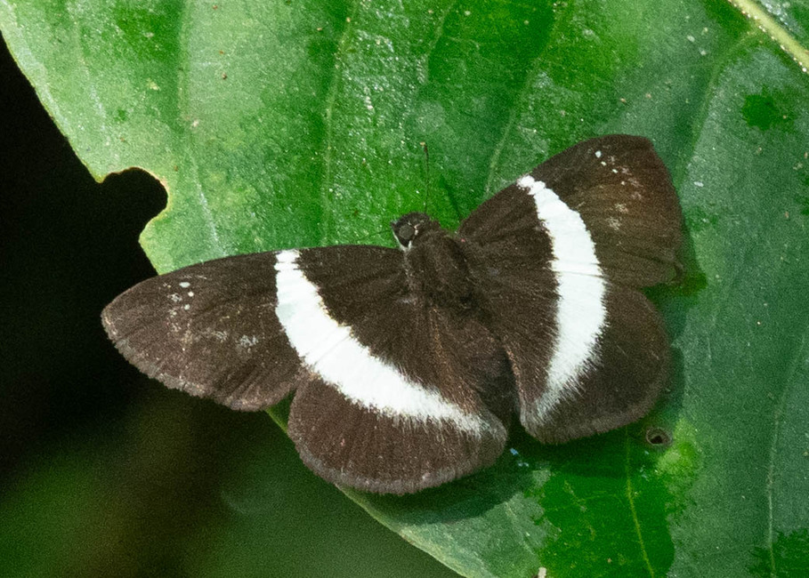 The butterfly Milanion unifasciata photographed in Topo,,Ecuador