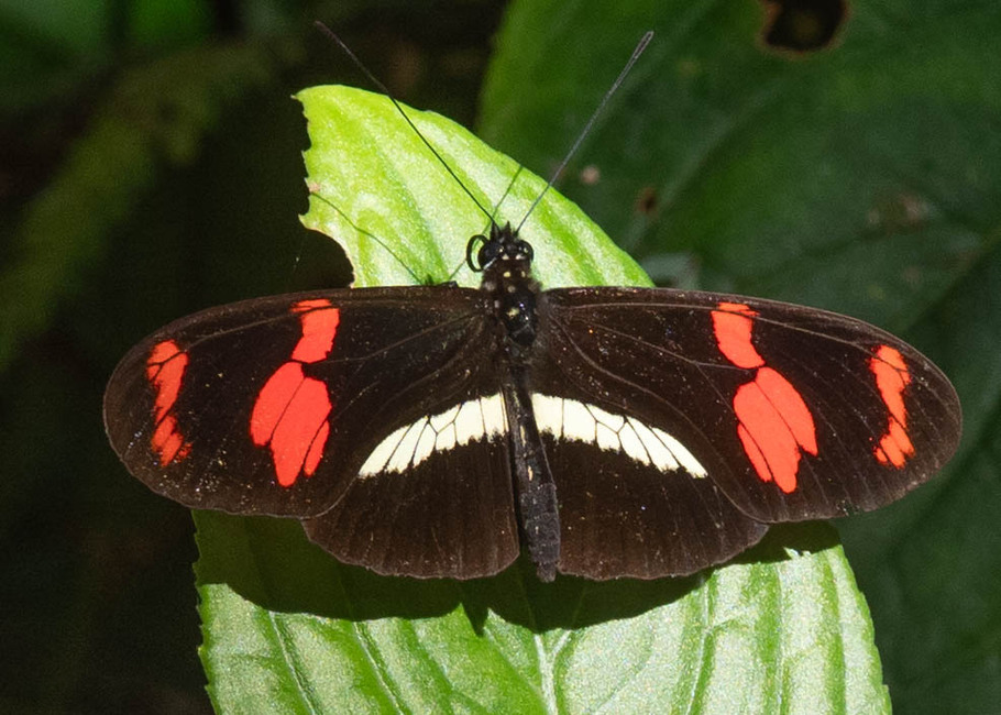The butterfly Heliconius telesiphe sotericus photographed in Topo,,Ecuador