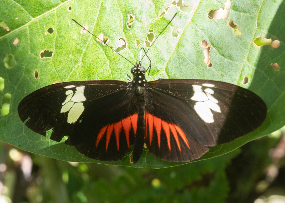 The butterfly Heliconius timareta timareta photographed in Topo,,Ecuador