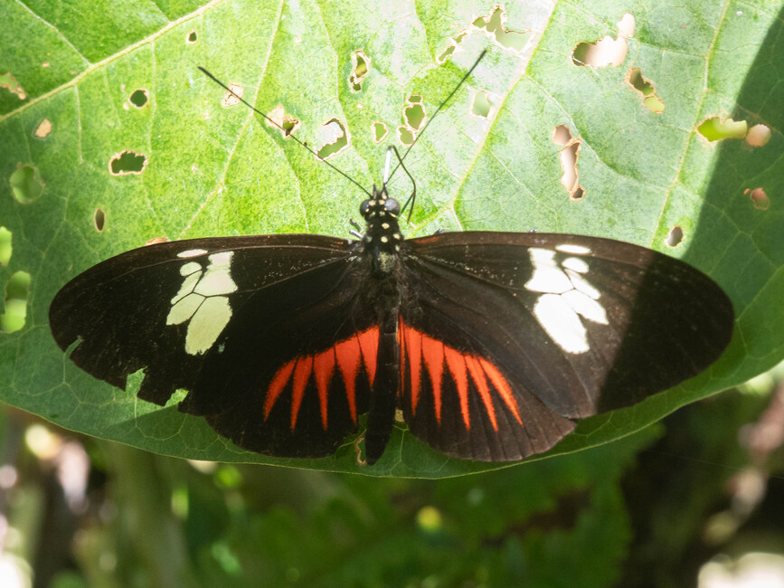 The butterfly Heliconius timareta timareta photographed in Topo,,Ecuador