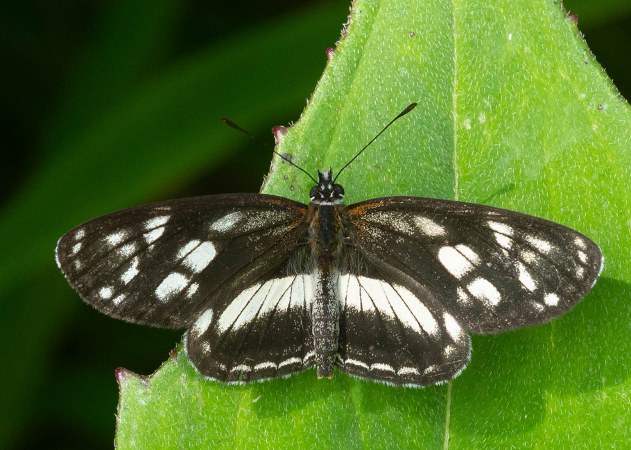 The butterfly Eresia letitia photographed in Topo,,Ecuador