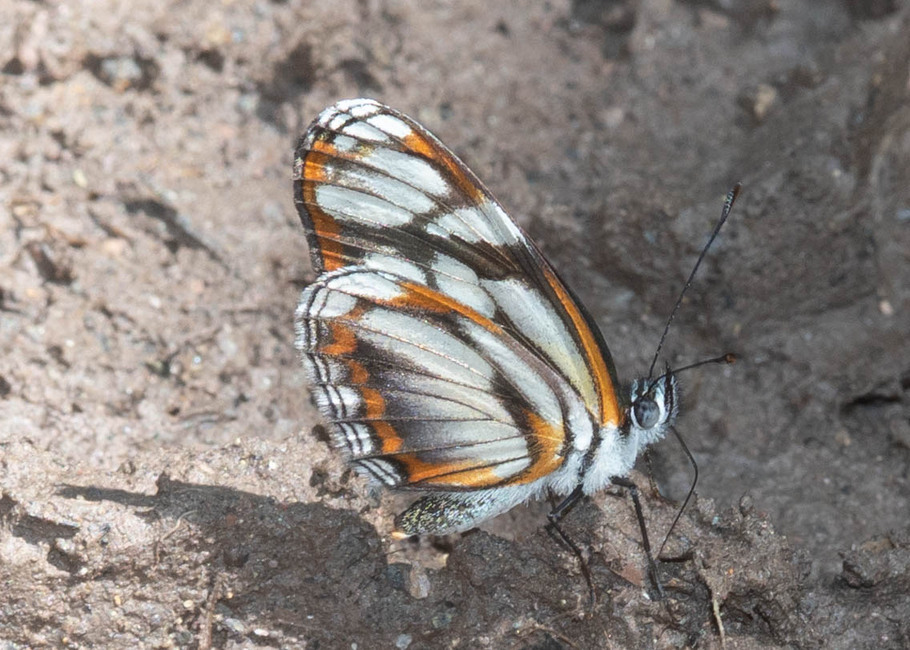 The butterfly Eresia letitia photographed in Topo,,Ecuador