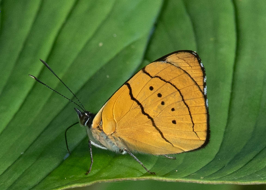 The butterfly Perisama cf, ouma photographed in Topo,Ecuador