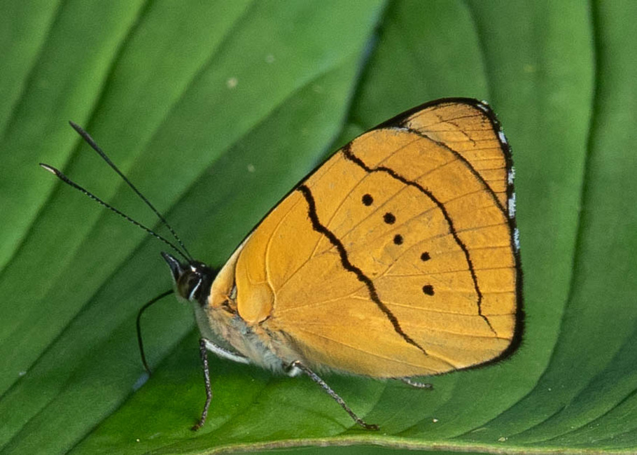 The butterfly Perisama tringa photographed in Topo,,Ecuador