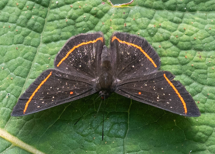The butterfly Amarynthis meneria stenogramma photographed in Topo,,Ecuador