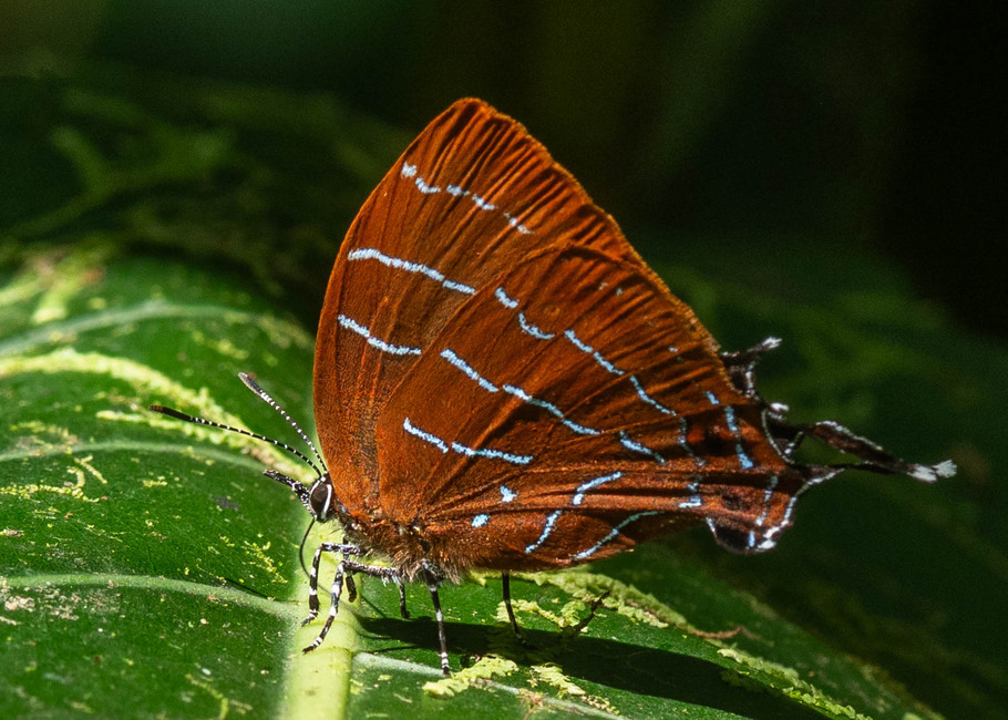 The butterfly Micandra aegides photographed in Topo,,Ecuador